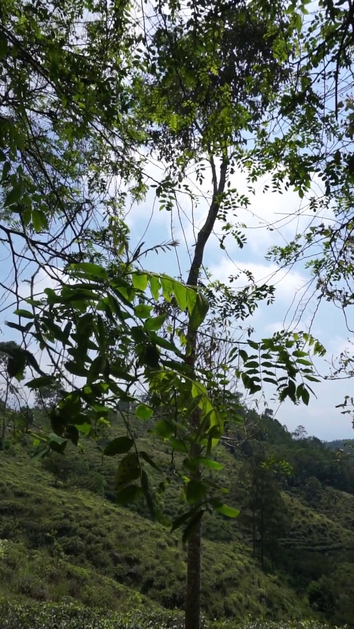 美丽的垂直视频人像美丽的山自然风景丘陵自然全景，与森林的高大绿色的树木和绿色的山坡下多云的蓝天在白天视频素材