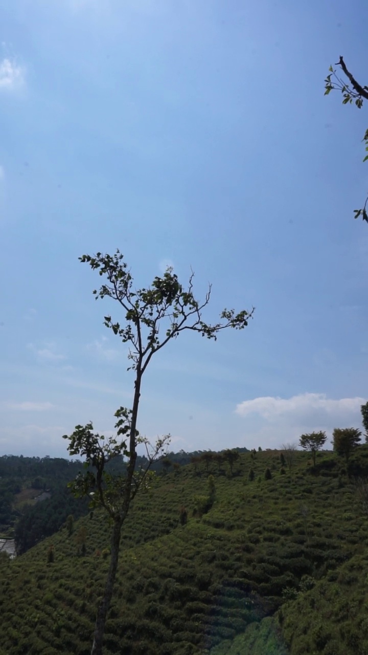 美丽的垂直视频人像美丽的山自然风景丘陵自然全景，与森林的高大绿色的树木和绿色的山坡下多云的蓝天在白天视频素材