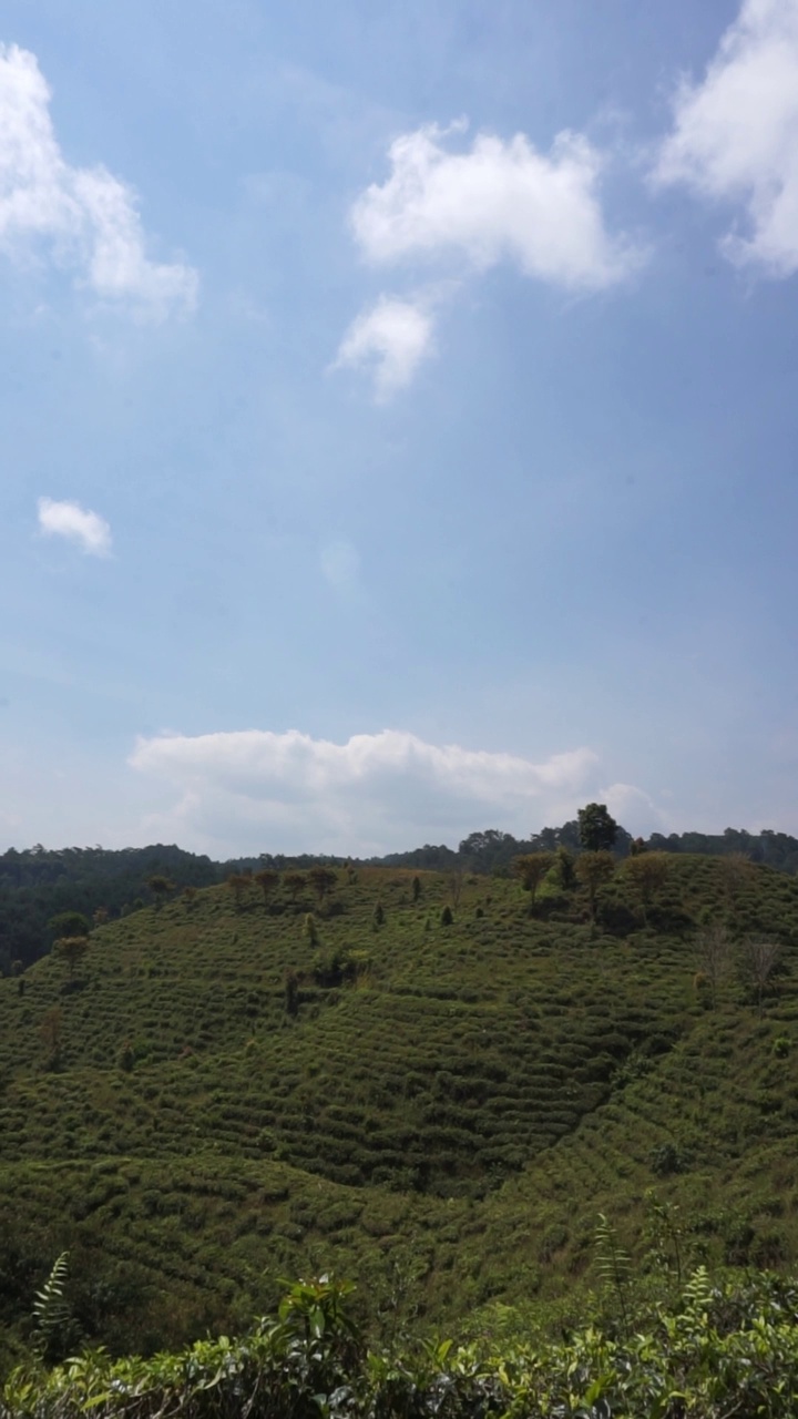 美丽的垂直视频人像美丽的山自然风景丘陵自然全景，与森林的高大绿色的树木和绿色的山坡下多云的蓝天在白天视频素材