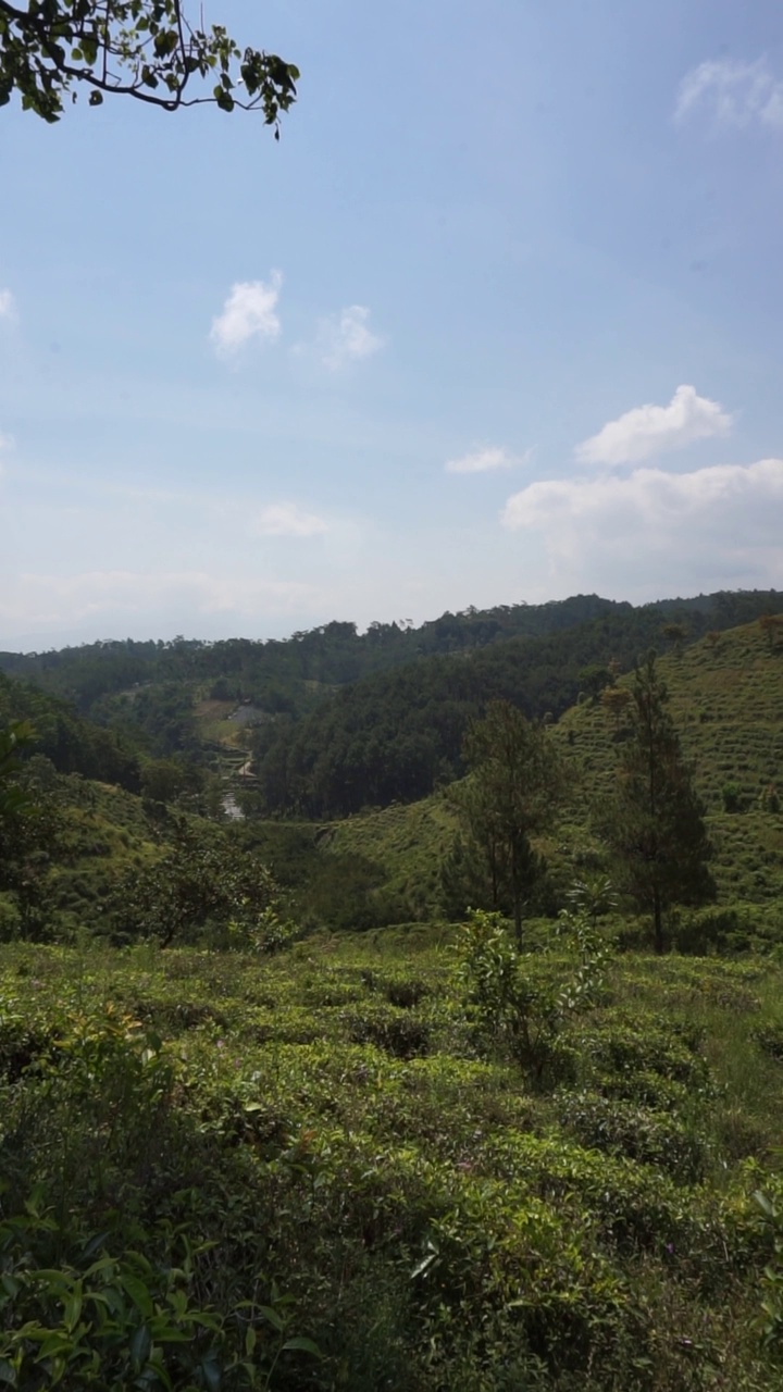 美丽的垂直视频人像美丽的山自然风景丘陵自然全景，与森林的高大绿色的树木和绿色的山坡下多云的蓝天在白天视频素材