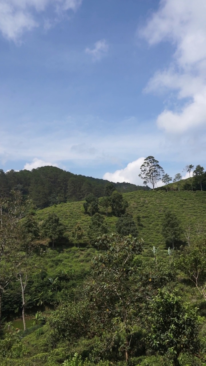 美丽的垂直视频人像美丽的山自然风景丘陵自然全景，与森林的高大绿色的树木和绿色的山坡下多云的蓝天在白天视频素材