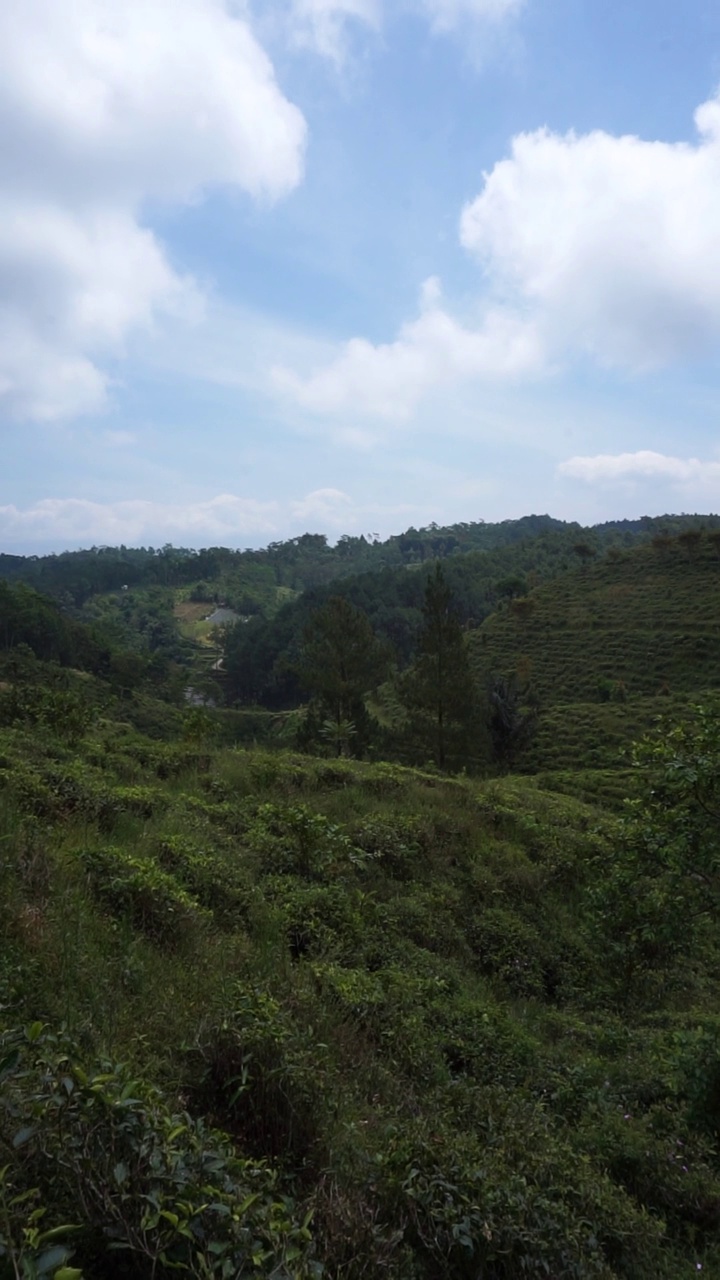 美丽的垂直视频人像美丽的山自然风景丘陵自然全景，与森林的高大绿色的树木和绿色的山坡下多云的蓝天在白天视频素材