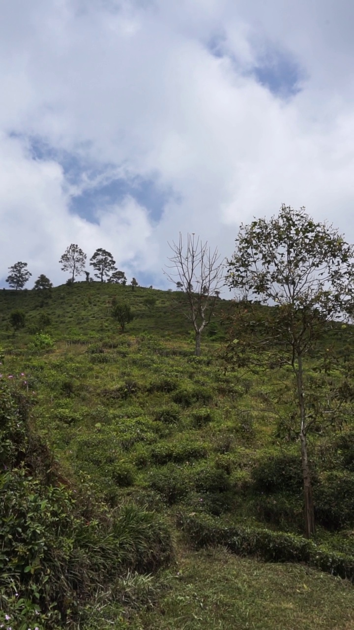 美丽的垂直视频人像美丽的山自然风景丘陵自然全景，与森林的高大绿色的树木和绿色的山坡下多云的蓝天在白天视频素材