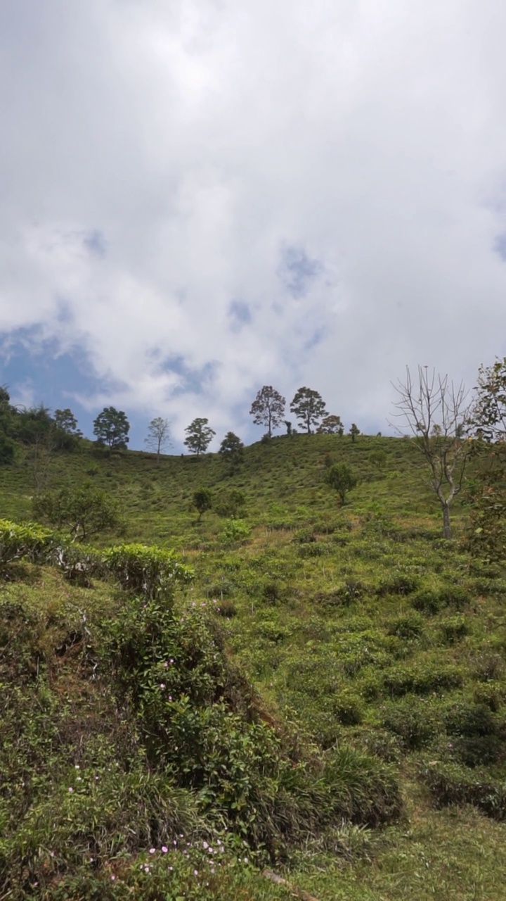 美丽的垂直视频人像美丽的山自然风景丘陵自然全景，与森林的高大绿色的树木和绿色的山坡下多云的蓝天在白天视频素材