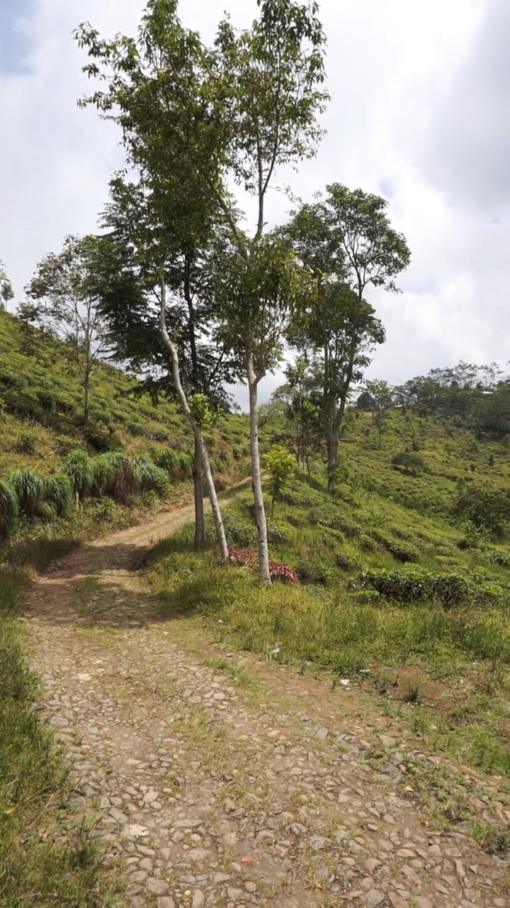 美丽的垂直视频人像美丽的山自然风景丘陵自然全景，与森林的高大绿色的树木和绿色的山坡下多云的蓝天在白天视频素材