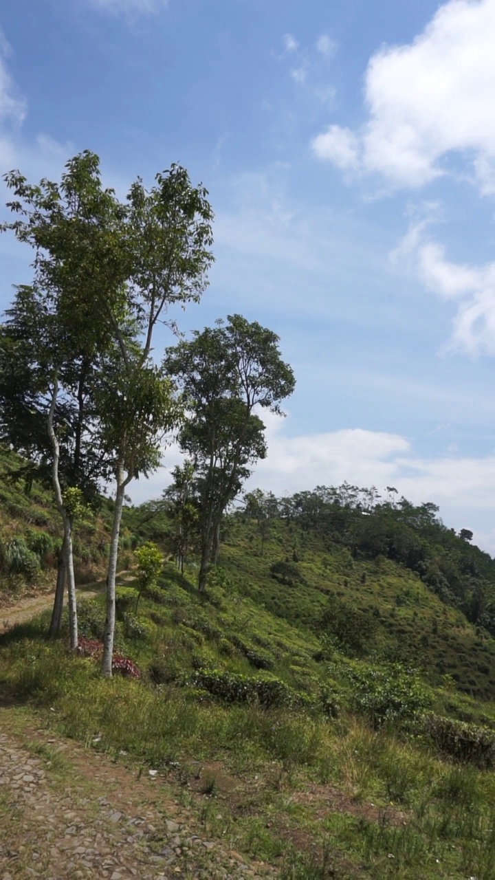 美丽的垂直视频人像美丽的山自然风景丘陵自然全景，与森林的高大绿色的树木和绿色的山坡下多云的蓝天在白天视频素材