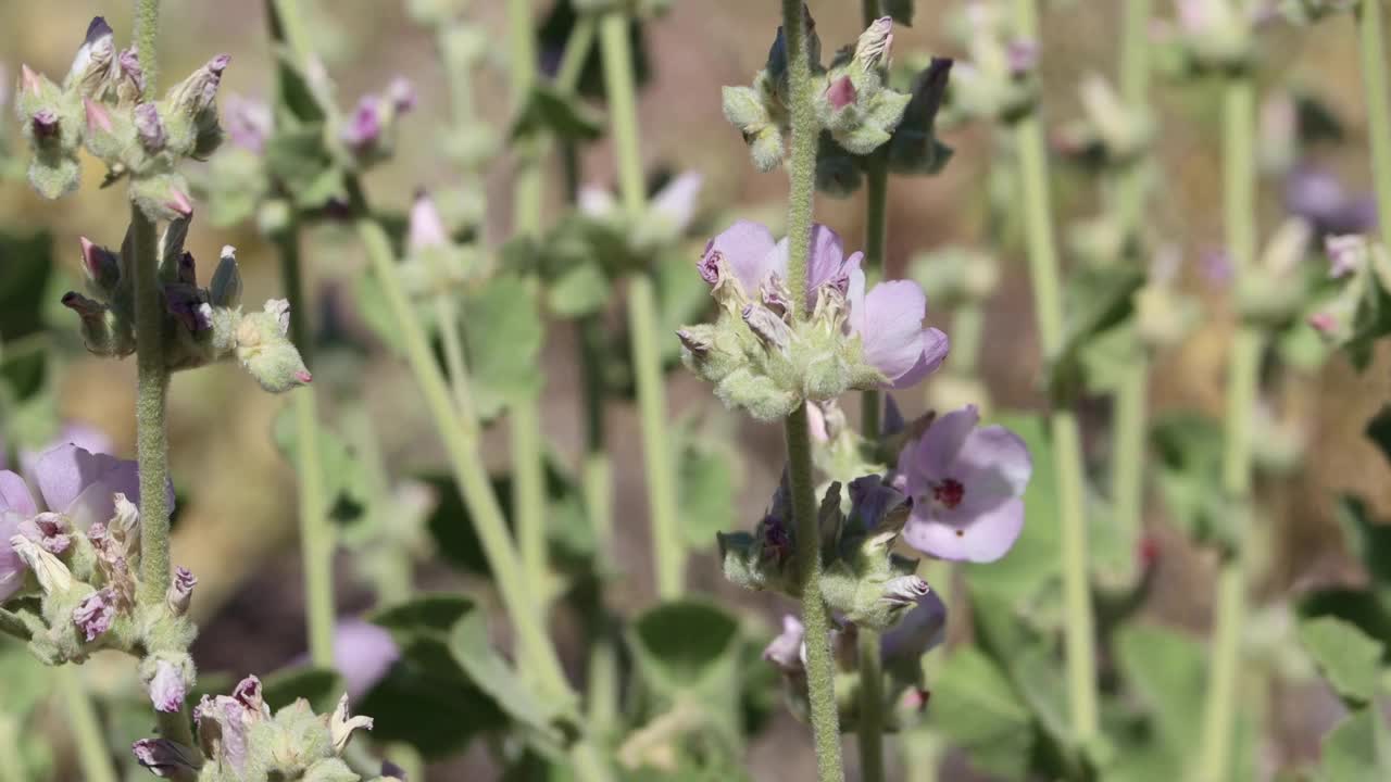 环斑Malacothamnus Orbiculatus Bloom -西莫哈维沙漠- 052022视频素材