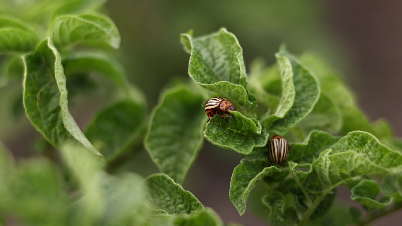 科罗拉多马铃薯甲虫，Leptinotarsa decemlineata，在马铃薯的叶子。对农场和花园的农作物造成巨大损害的害虫视频素材