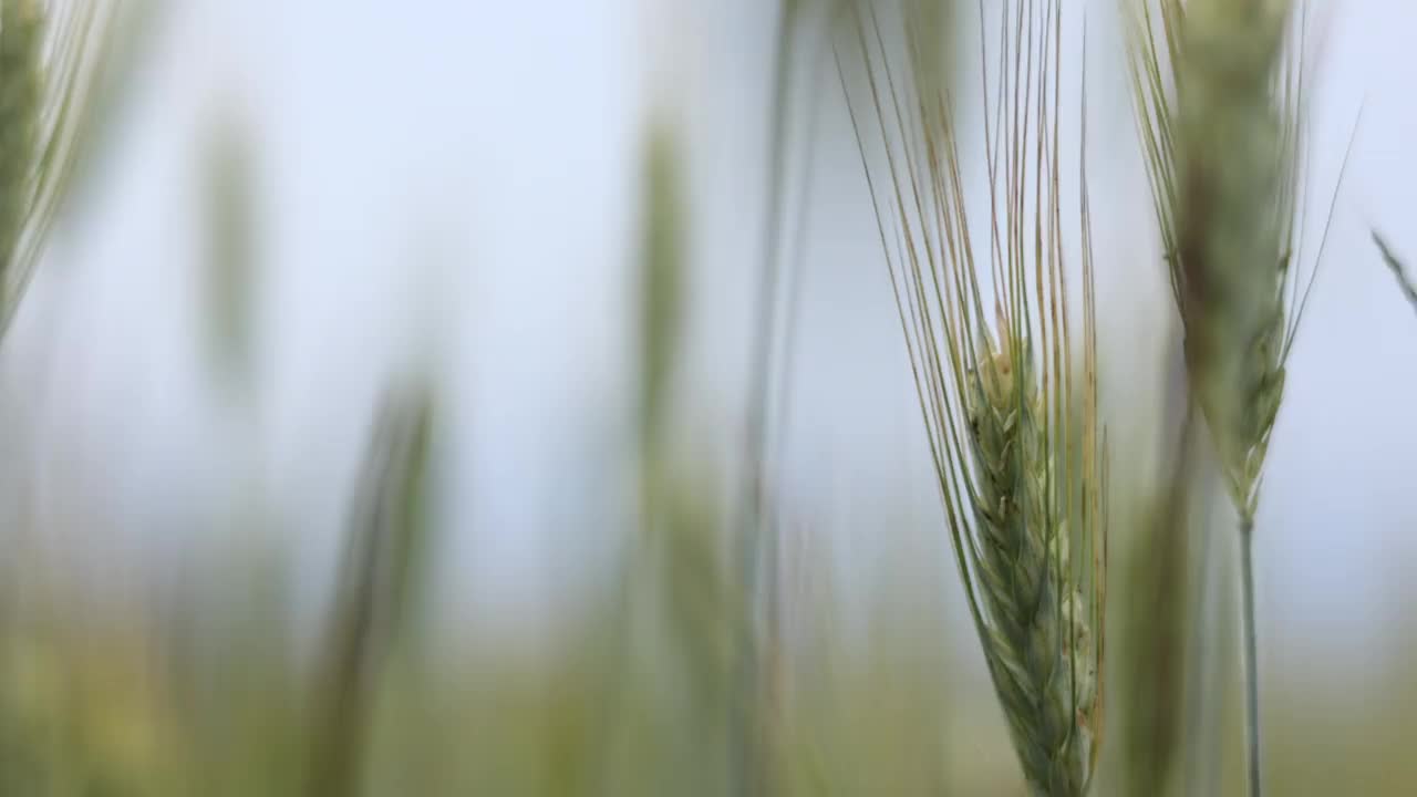 嫩绿的麦穗阴沉沉的天气。种植小麦是为了生产面包。传统农业。草甸麦田成熟的麦穗。美丽的自然，田园风光视频素材