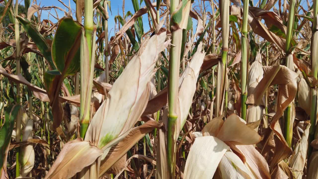 夏末干旱影响玉米田视频素材