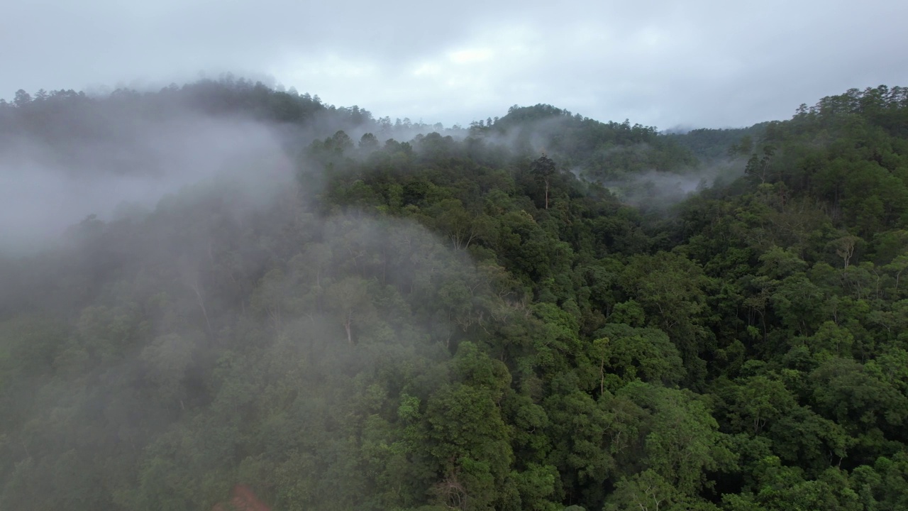 在雾天用无人机拍摄的绿色雨林和山丘的空中景观视频素材