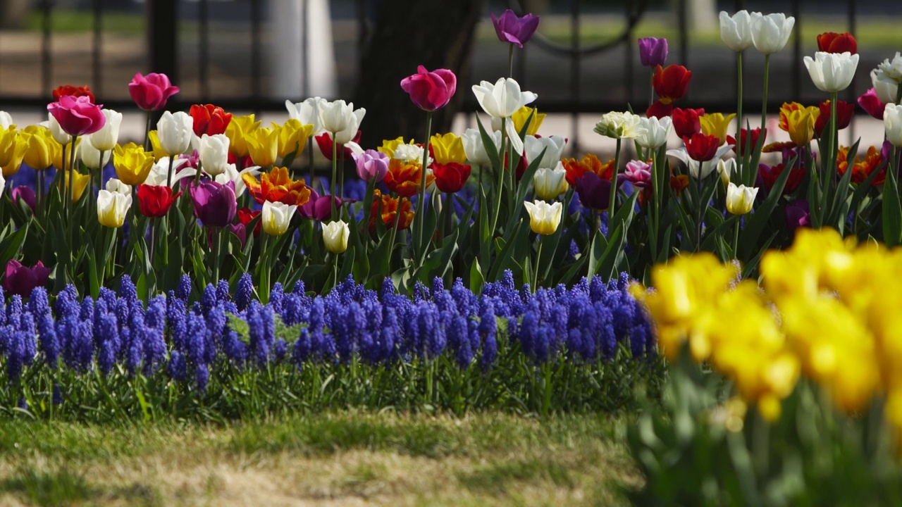 蓝色的蝇草和五颜六色的郁金香的不同品种和充满活力的颜色盛开在城市公园。春天花园里郁金香盛开。花坛。视频素材