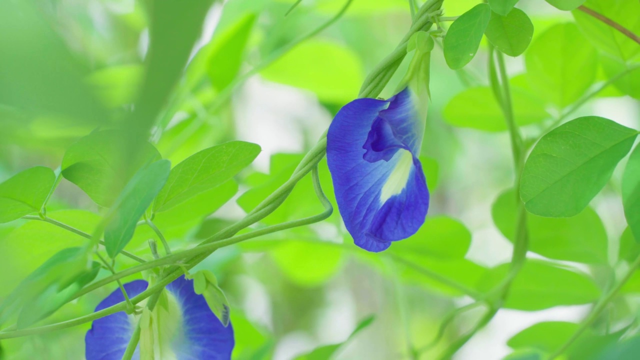 房子花园里的豌豆花蝴蝶特写视频素材