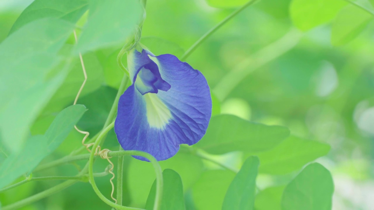 房子花园里的豌豆花蝴蝶特写视频素材