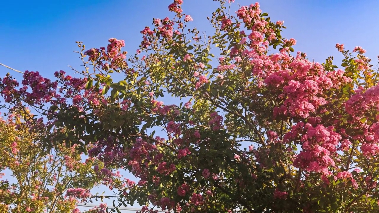 紫薇夏季开花视频素材