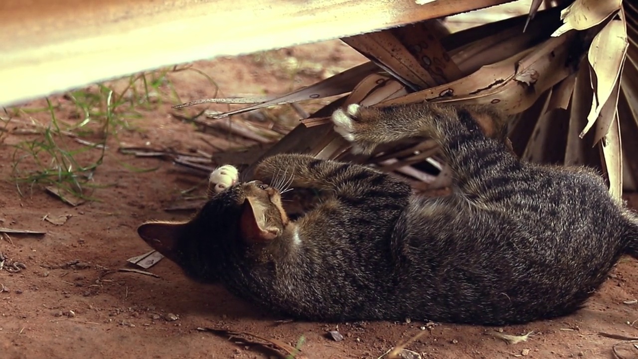 谷仓猫在玩掉落的棕榈叶视频素材