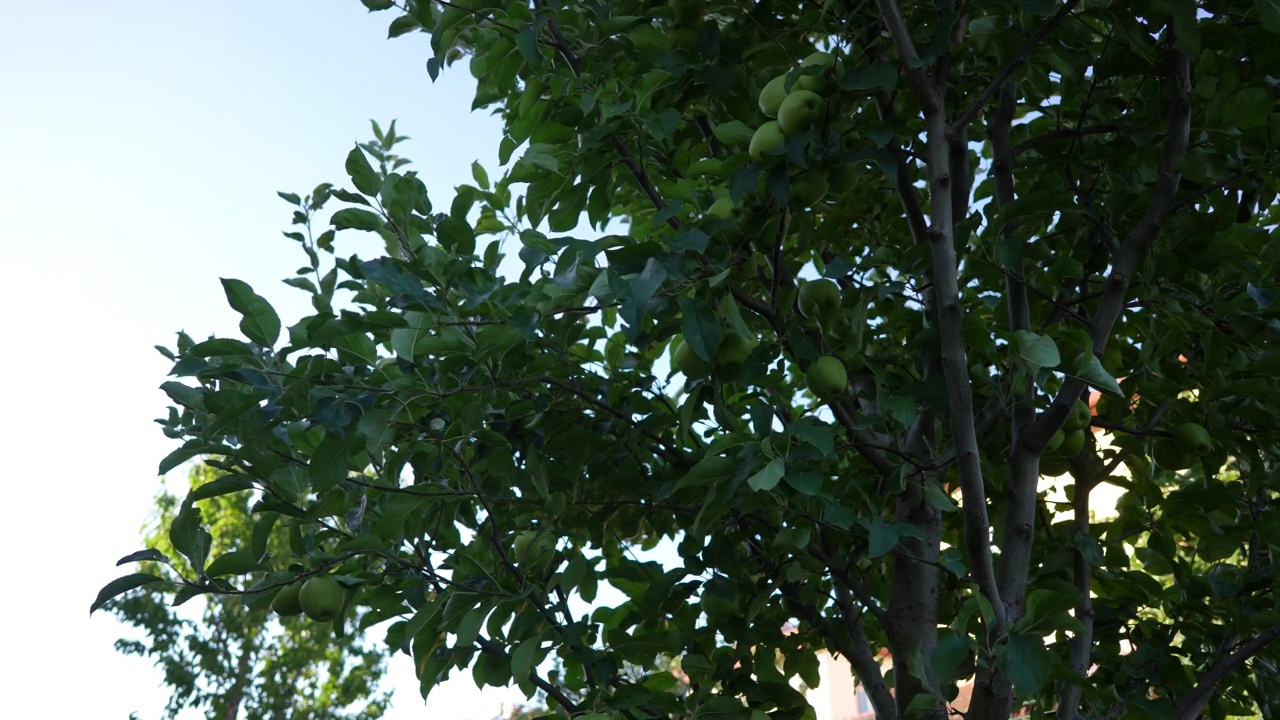 苹果树下有许多青苹果视频素材