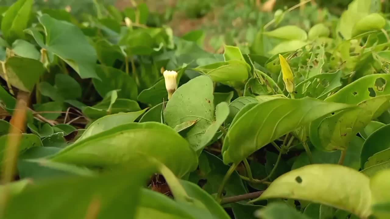 树叶在风中摇曳的镜头视频素材