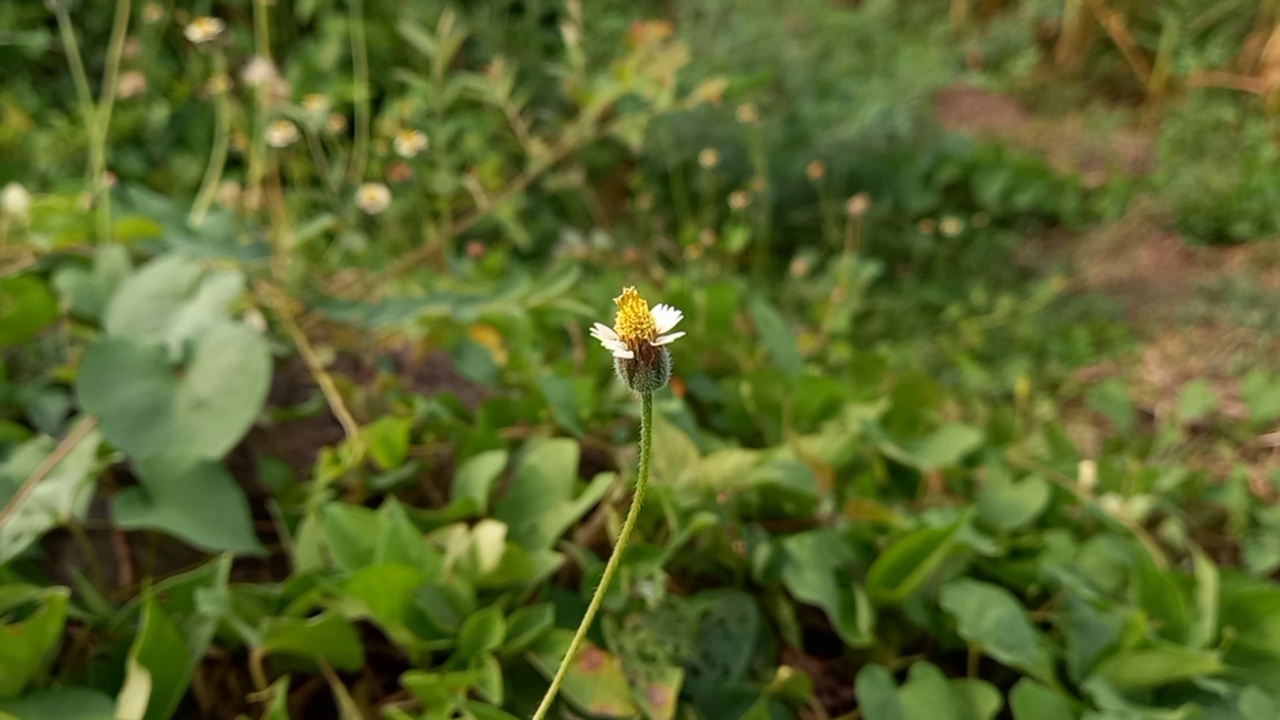 在花园中央近距离拍摄到的三角菊花的镜头视频素材