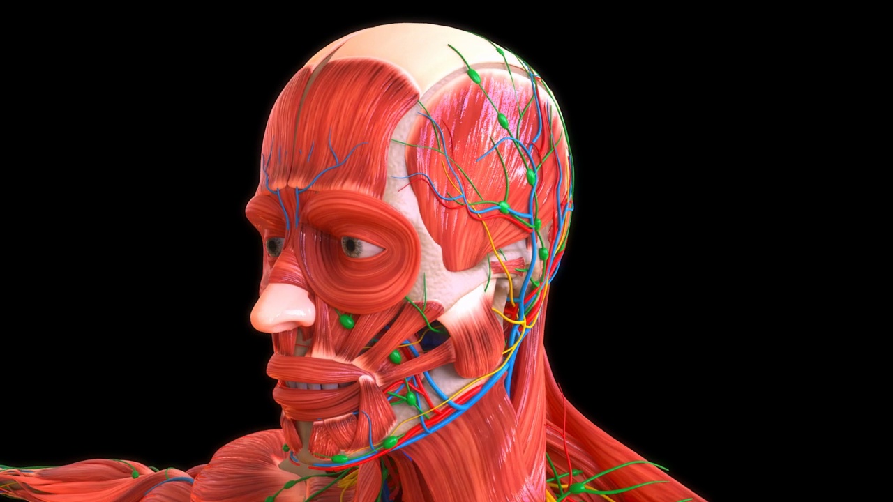 人体面部肌肉解剖医学概念3D循环动画视频素材