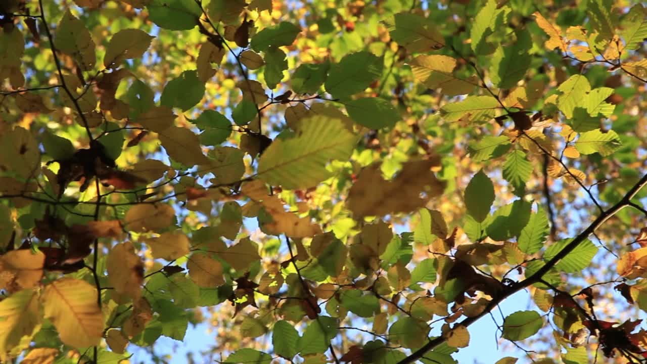 运动在阳光明媚的秋天山毛榉冠下。缓慢的运动。视频素材