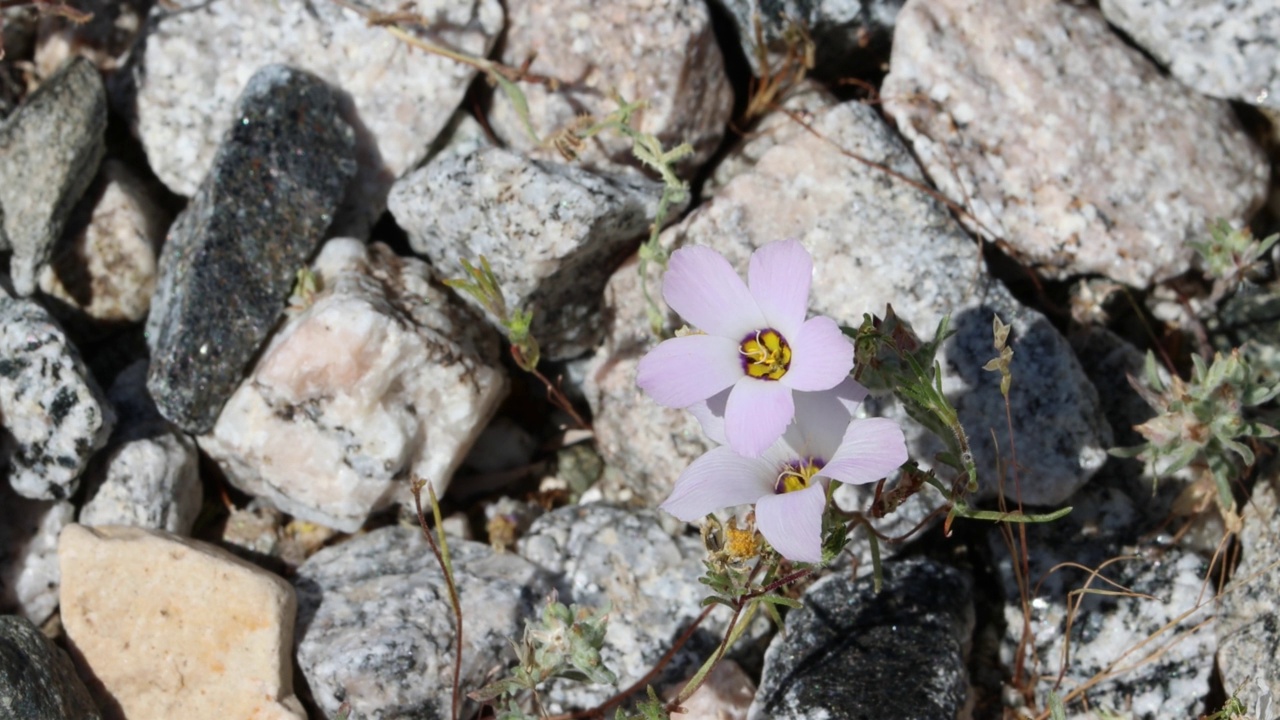 Linanthus Dianthiflorus Bloom -科切拉山谷沙漠- 061122视频素材