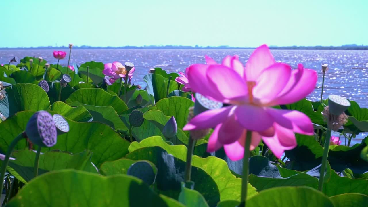 夏日阳光明媚，荷花园在风中摇曳。视频下载