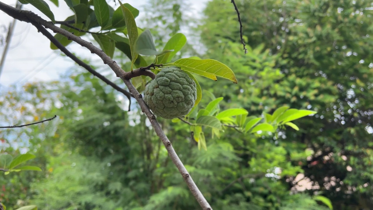 苹果果实糖视频素材