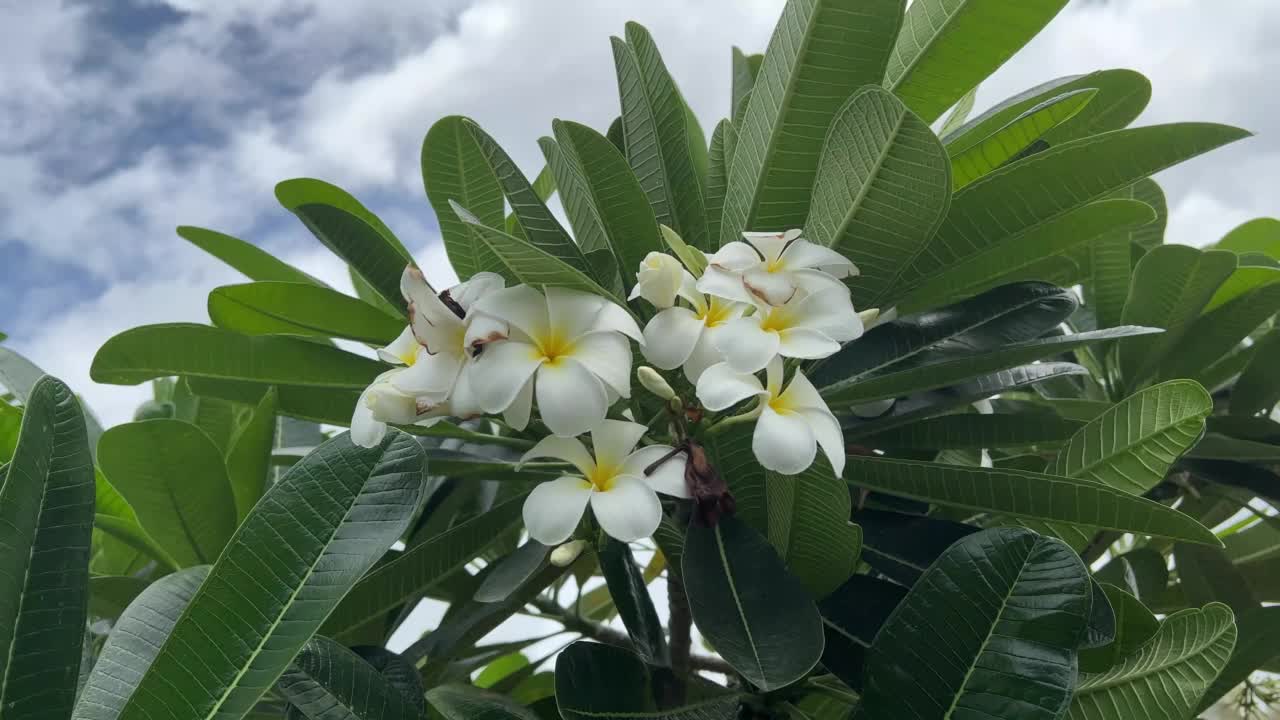 自然花园中的鸡蛋花视频素材