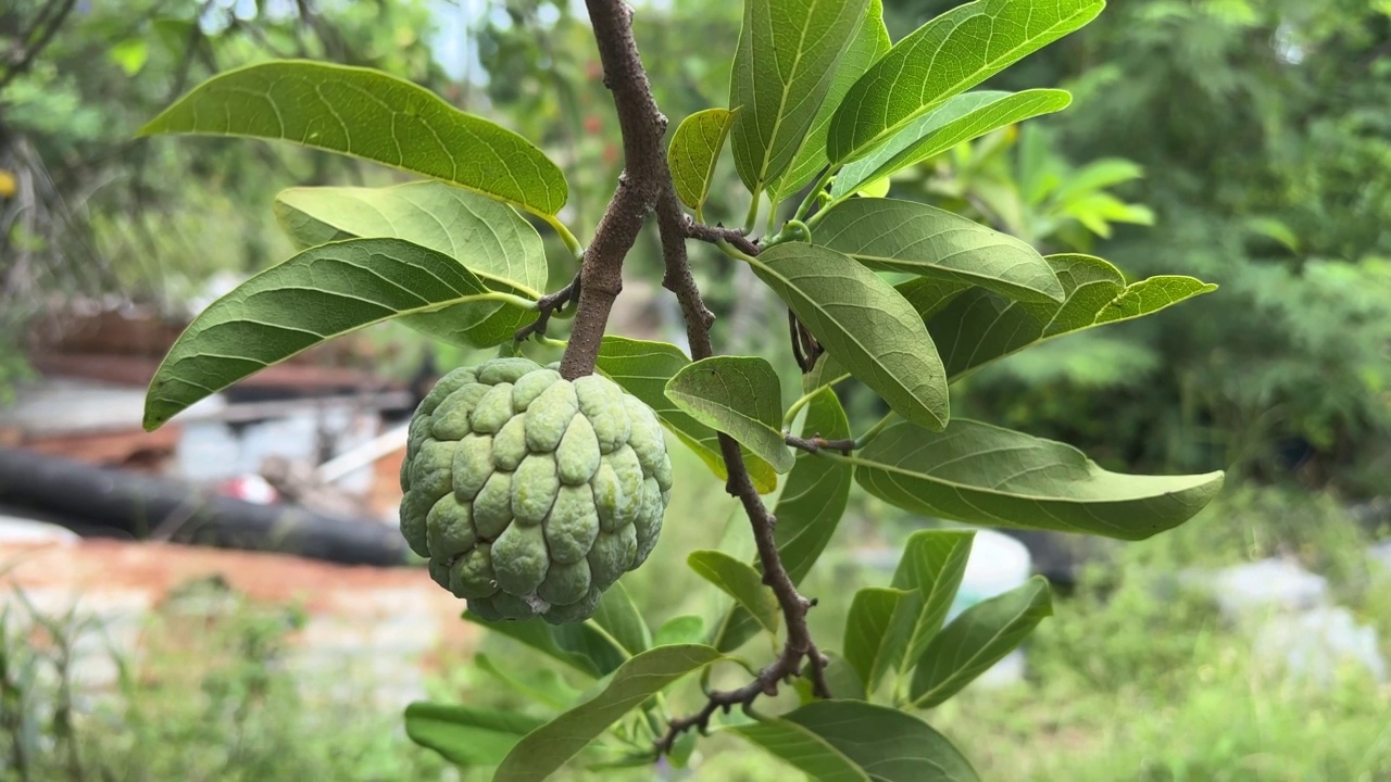 糖苹果水果在自然花园视频素材