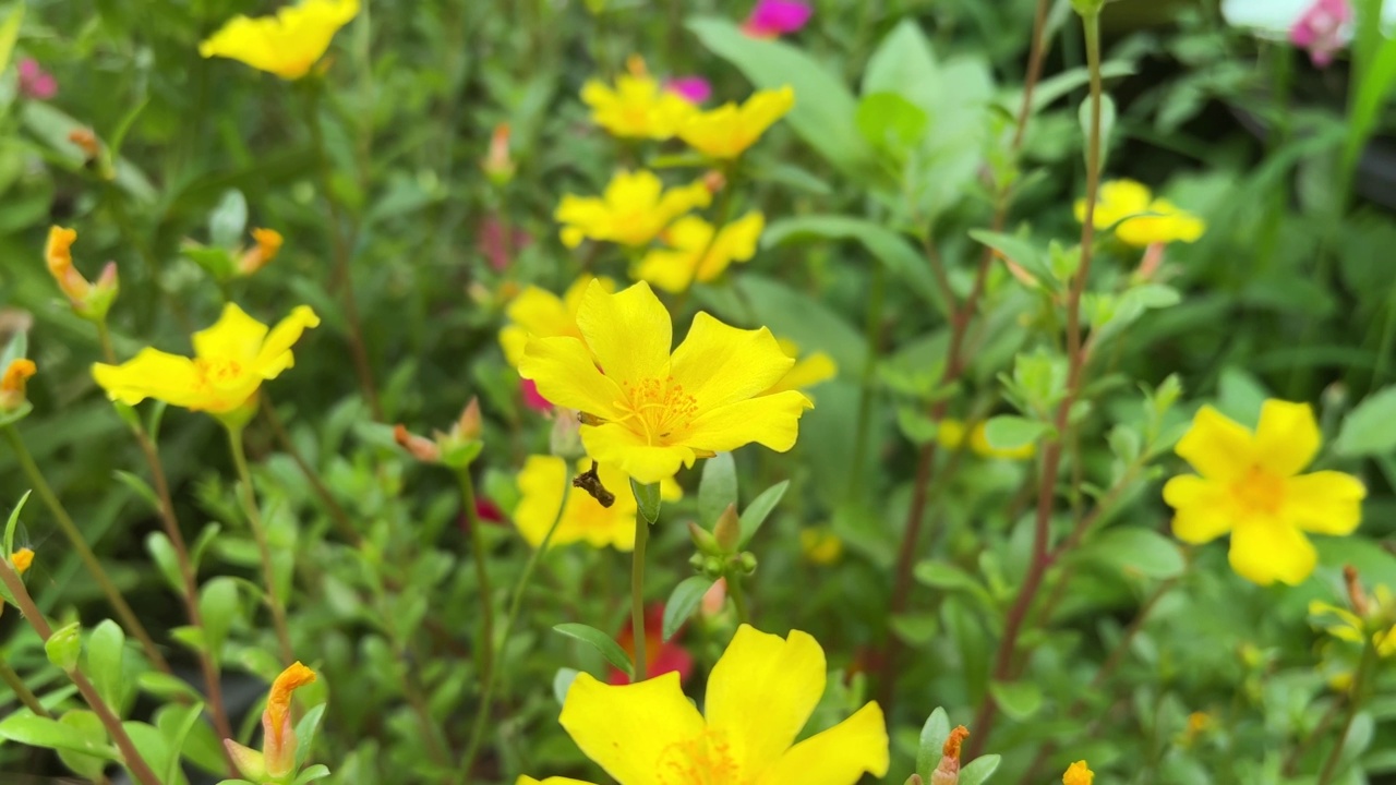 自然花园中的马齿苋花视频素材