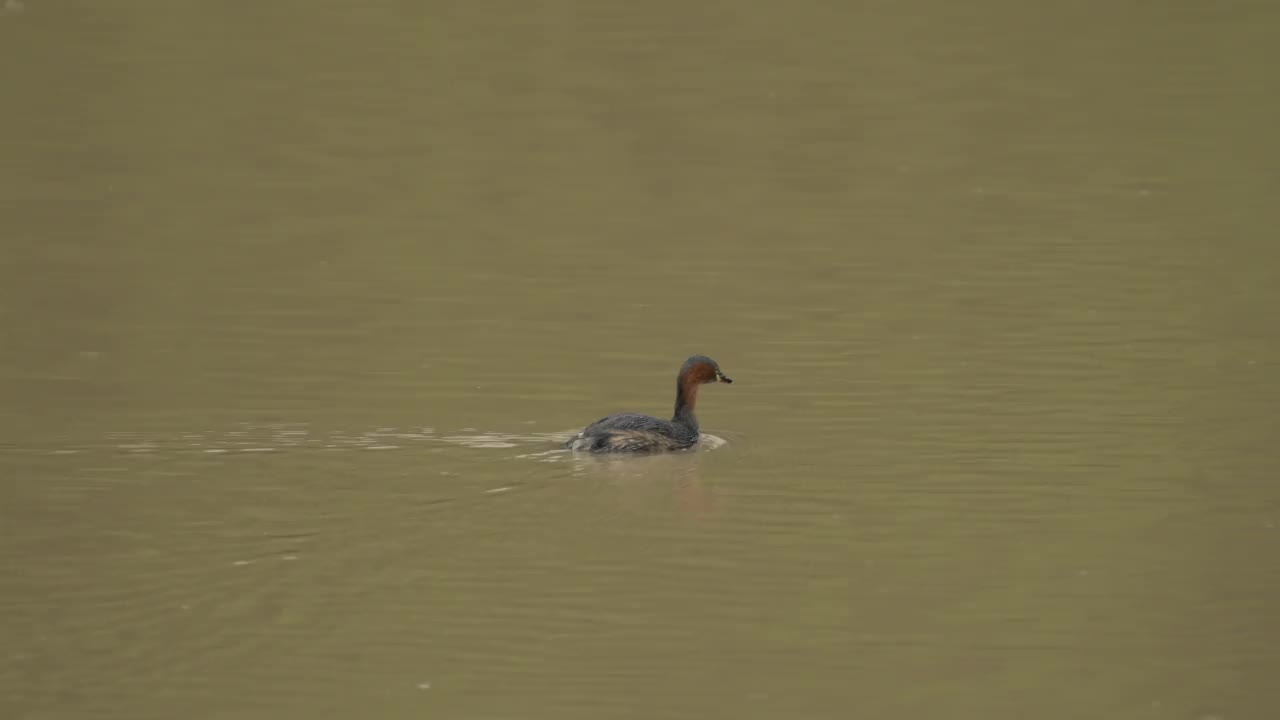 小灰蝶(Tachybaptus ruficollis)视频素材