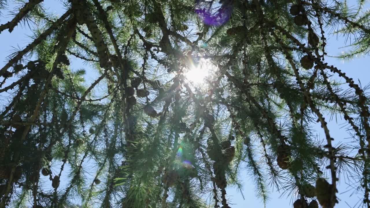 意大利阿尔卑斯山脉在一个阳光明媚的夏日-看到绿色的草地和蓝天视频素材