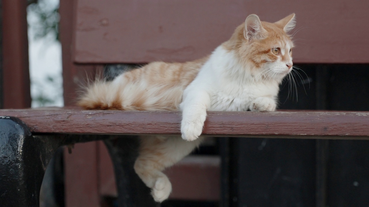 一只白红猫挂着一只爪子，在海边的长凳上滑稽地睡觉。视频素材