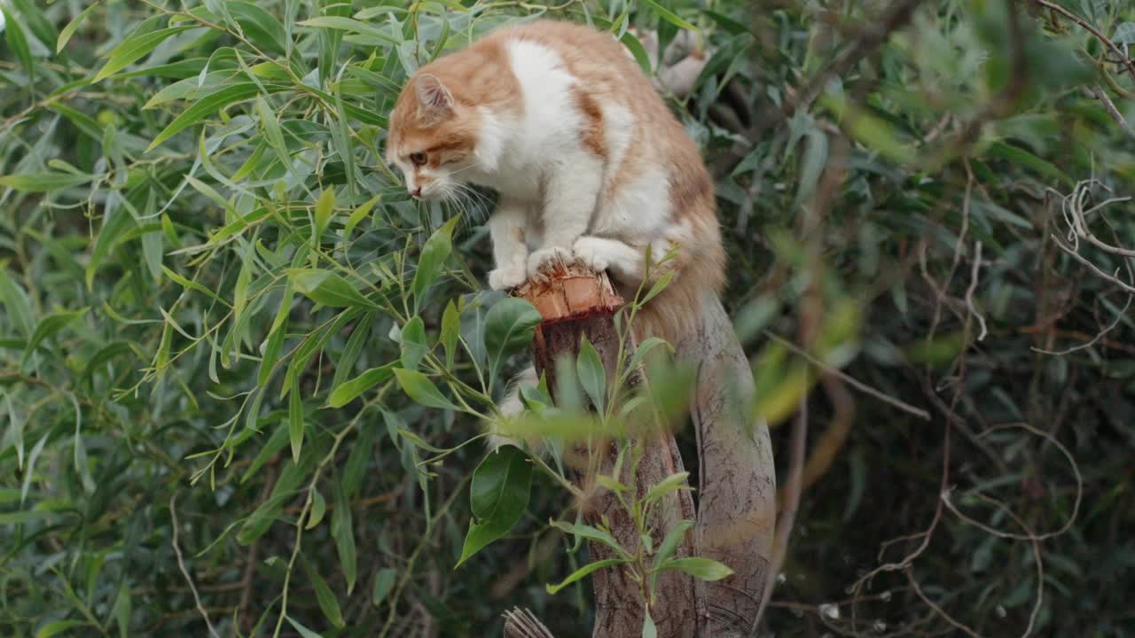 一只红白相间的猫坐在树上。夏天,绿树。视频素材