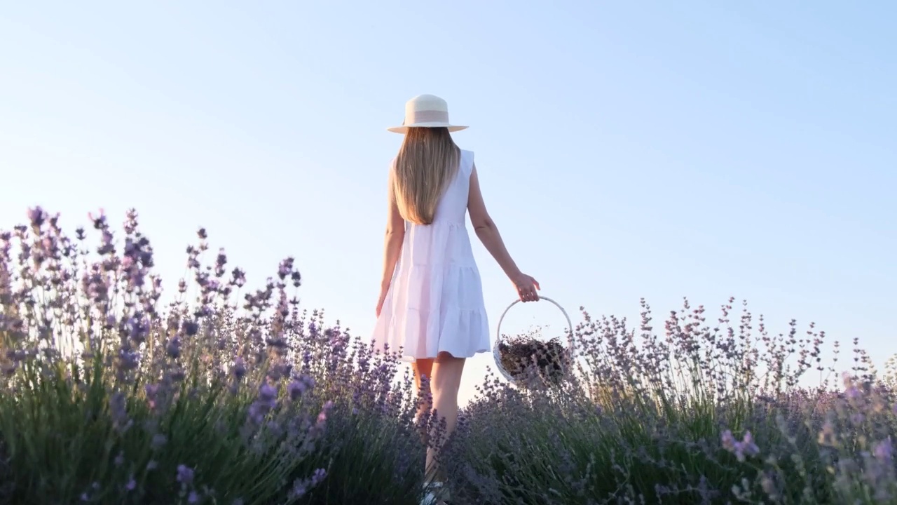 在薰衣草地里穿白衣服戴白帽子的女人，在夕阳下走过薰衣草田的女人。视频素材