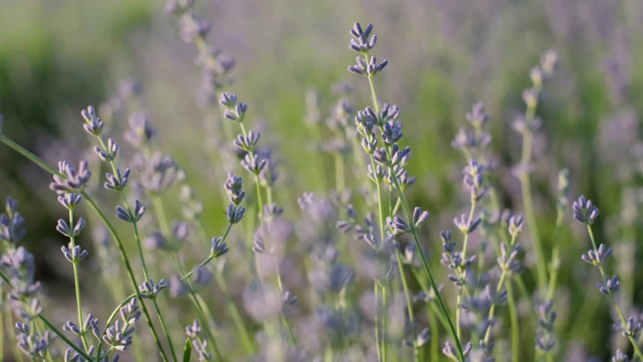 芬芳的薰衣草，在田野里种植薰衣草的特写。视频素材