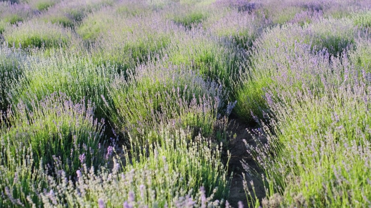 在田里种薰衣草花。盛开的紫香花视频素材