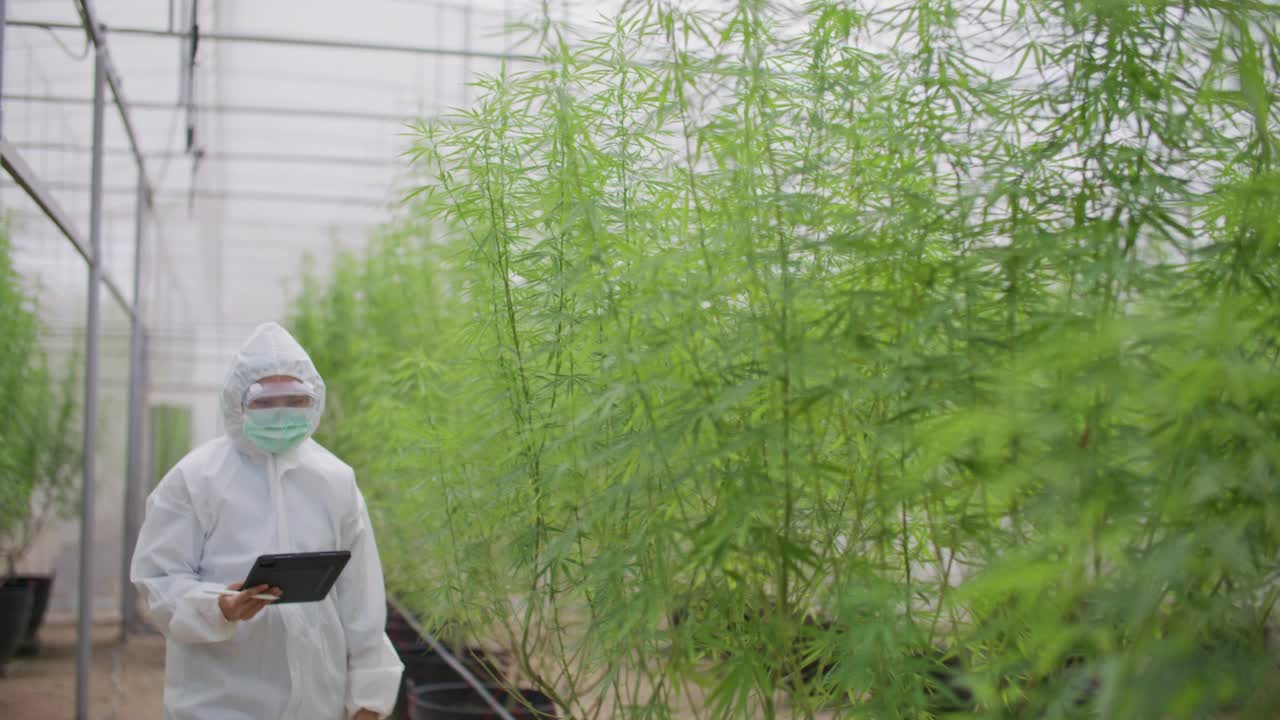 科学家们穿着干净的衣服在绿房子里检查医用大麻视频素材