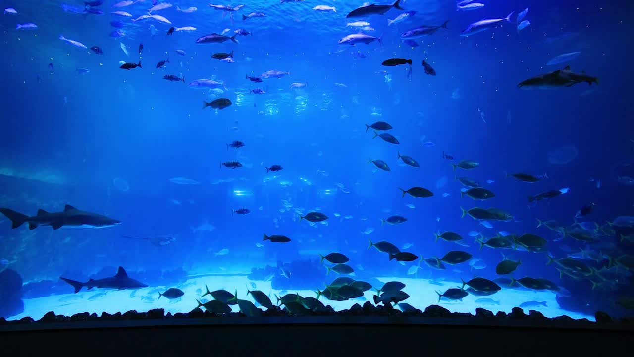 水族馆有各种水生动物视频下载