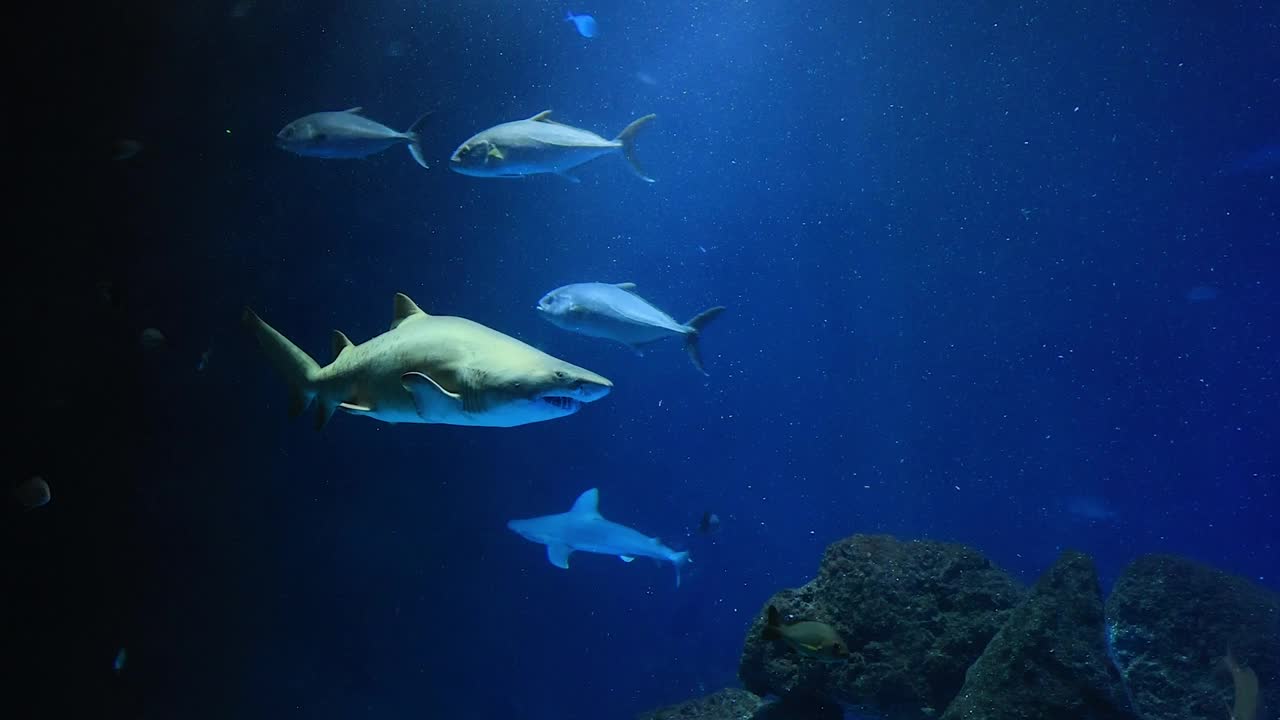 在水族箱里游泳的牛鲨视频下载