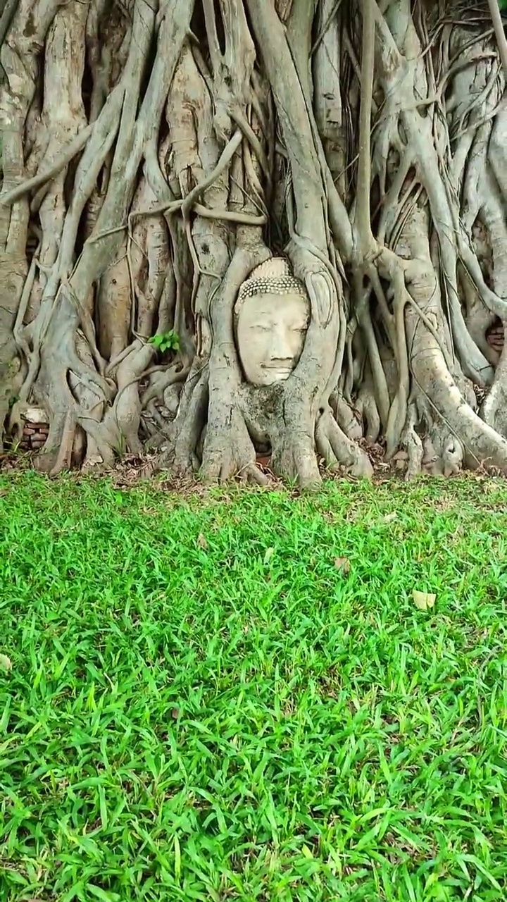 佛头在古树，艾育泰雅寺，泰国。视频素材