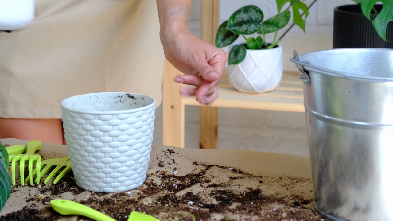 一名妇女用手将一盆室内盆栽巴西philodendron brasil移栽到一块新的土地上，花盆是白色的，上面有一张脸。盆栽植物护理，旱生藤蔓视频素材