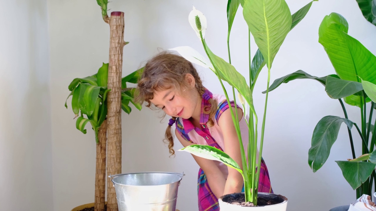 女孩将一盆室内盆栽植物移植到有排水系统的新土壤中。芋知觉，盆栽植物护理，浇水，施肥，用勺子把混合物撒在锅里，压实视频素材