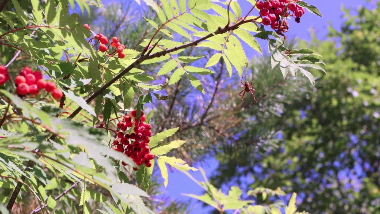 放大一只蜘蛛从带着明亮浆果的花楸树枝上下来，在美丽的天空衬托下的森林景观。视频素材