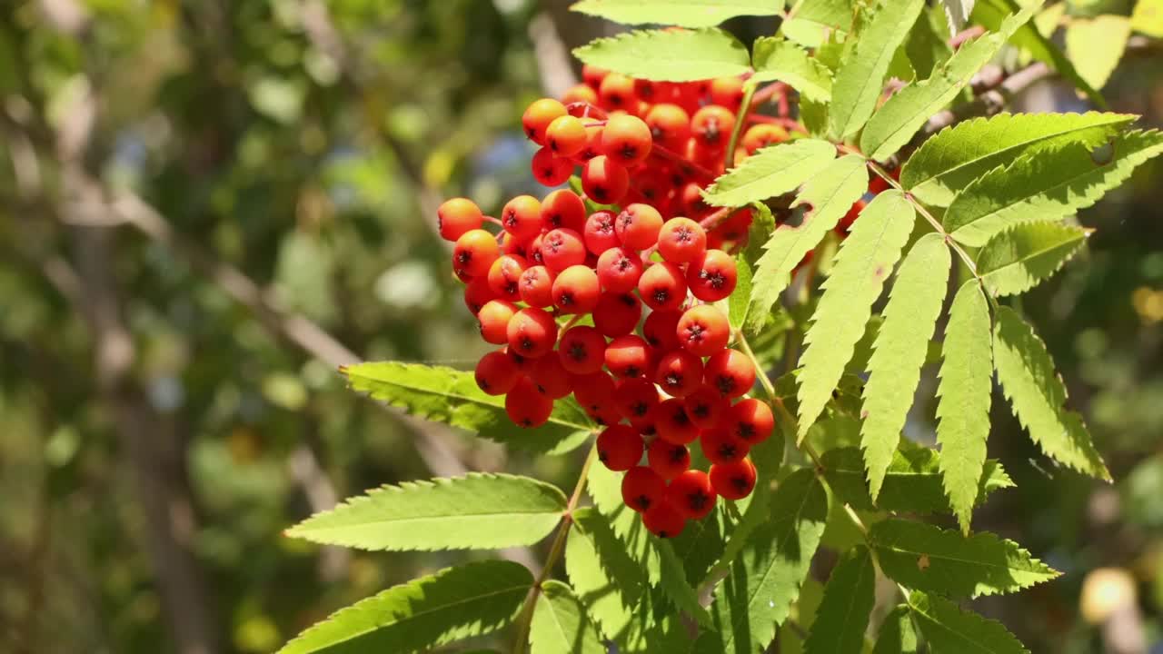 森林背景下的花楸果视频素材