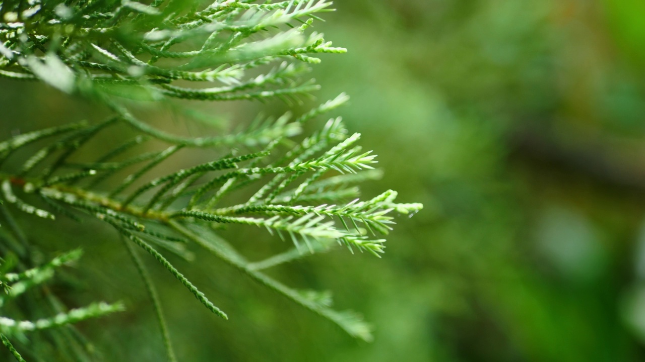 美丽的自然背景。在模糊的背景下离开。放松的概念视频下载