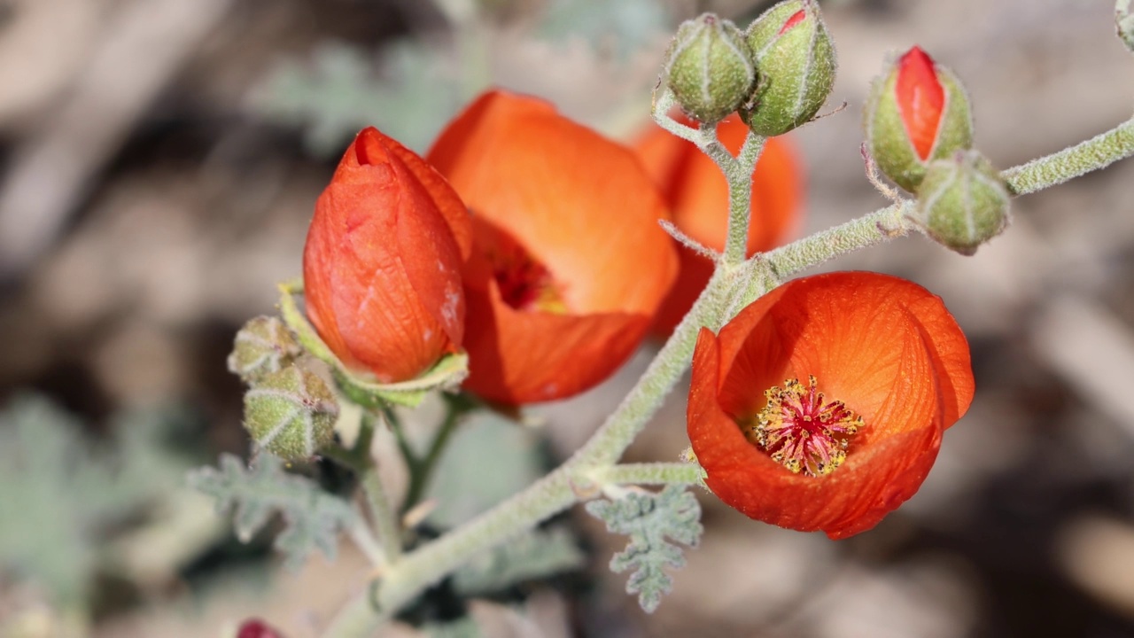 Sphaeralcea Ambigua Bloom -平托盆地沙漠- 032422视频素材