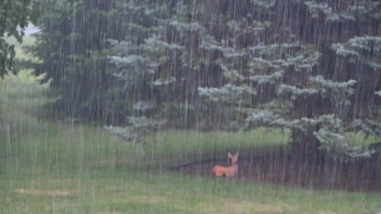 大雨中的塑料鹿视频素材