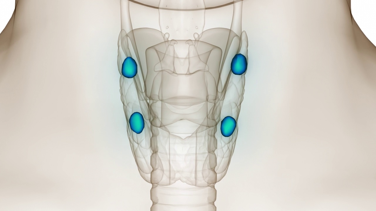 人体腺体甲状旁腺解剖动画概念视频素材